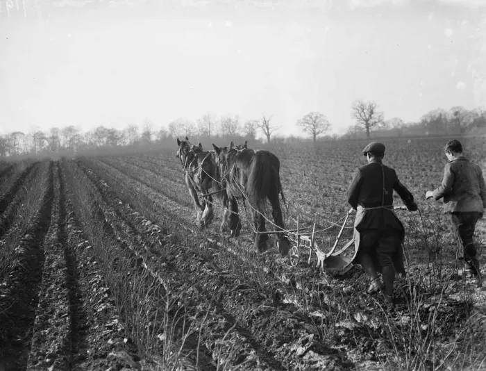 Framed Print : A farmer and his horse team plough a field. 1936 Framed Print : A farmer and his horse team plough a field. 1936