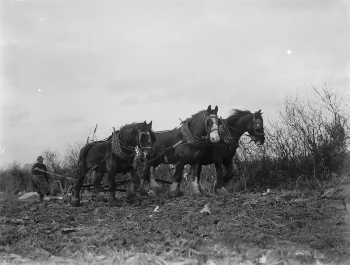 Framed Print : A farmer and his horse team plough a field. 1936