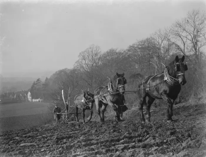 Framed Print : A farmer and his horse team plough a field in the Darenth Valley in Kent. 1937 Framed Print : A farmer and his horse team plough a field in the Darenth Valley in Kent. 1937