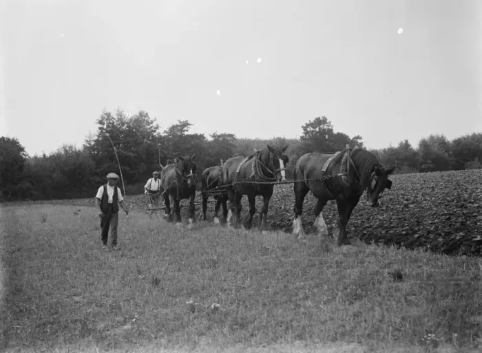 Framed Print : A farmer and his horse team plough a field in Paddock Wood. 1935 Framed Print : A farmer and his horse team plough a field in Paddock Wood. 1935