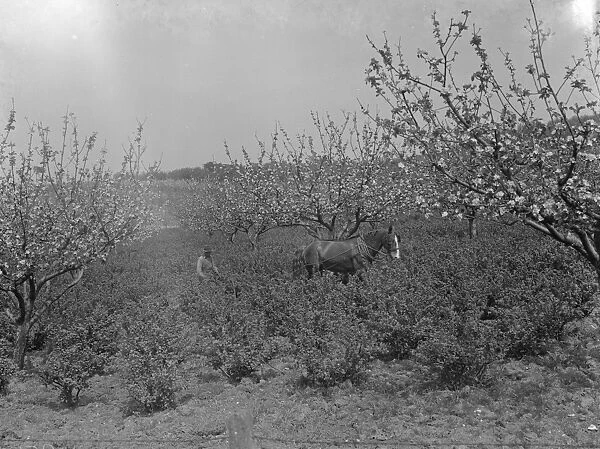 A farmer and his horse tilling between the gooseberry bushes next to the apple blossom
