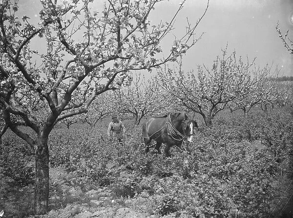 A farmer and his horse tilling between the gooseberry bushes next to the apple blossom
