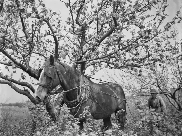Framed Print : A farmer and his horse tilling between the gooseberry bushes next to the apple blossom Framed Print : A farmer and his horse tilling between the gooseberry bushes next to the apple blossom