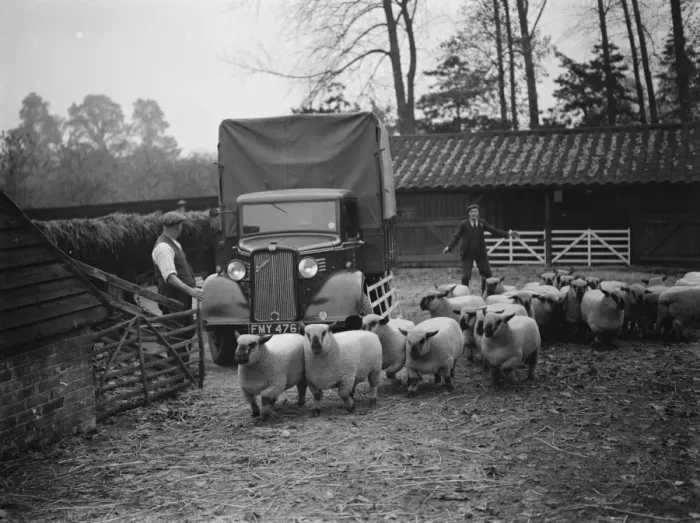 Framed Print : A farmer loading his sheep onto a Bedford lorry in Hampshire. 1937 Framed Print : A farmer loading his sheep onto a Bedford lorry in Hampshire. 1937