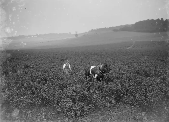 Framed Print : A farmer ploughing with his horse in a currant plantation. 1935 Framed Print : A farmer ploughing with his horse in a currant plantation. 1935