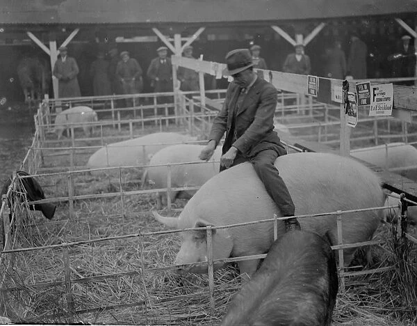 A farmer rides his pig at the Dartford fat stock show. 1937