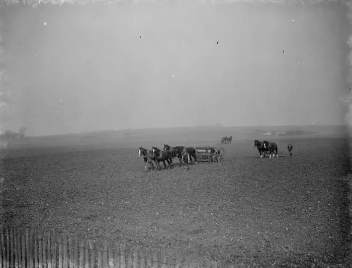 Framed Print : A farmer sows oats and harrows a field with teams of horses. 1938 Framed Print : A farmer sows oats and harrows a field with teams of horses. 1938