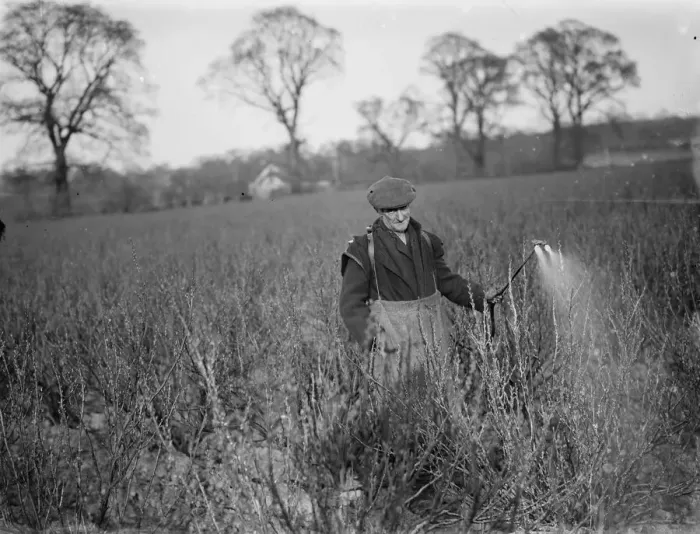 Framed Print : A farmer sprays his currants. 1936 Framed Print : A farmer sprays his currants. 1936