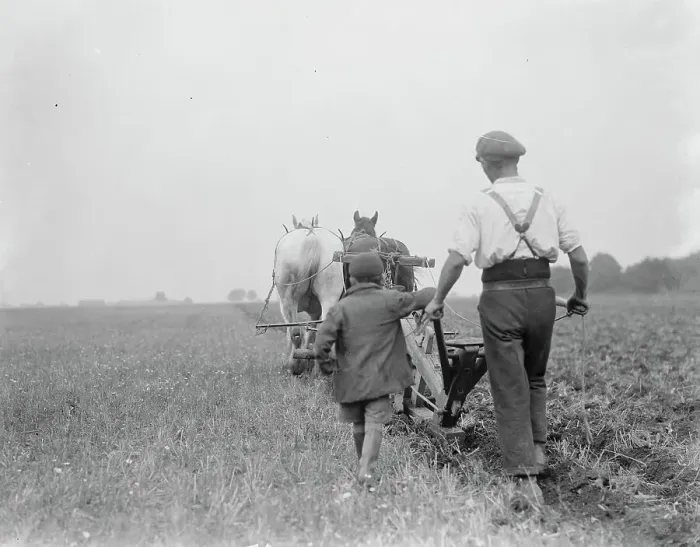 Framed Print : A farmer and his team of horse team plough a field in Kingsdown, Kent. A boy follows Framed Print : A farmer and his team of horse team plough a field in Kingsdown, Kent. A boy follows