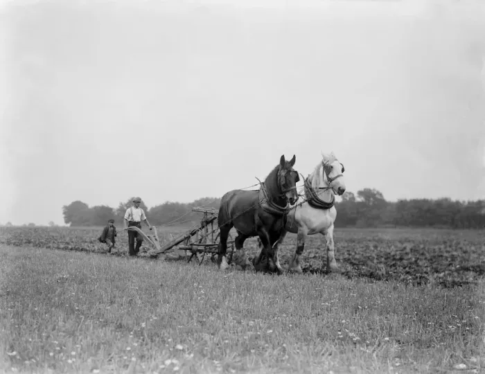 Framed Print : A farmer and his team of horse team plough a field in Kingsdown, Kent. A boy follows Framed Print : A farmer and his team of horse team plough a field in Kingsdown, Kent. A boy follows