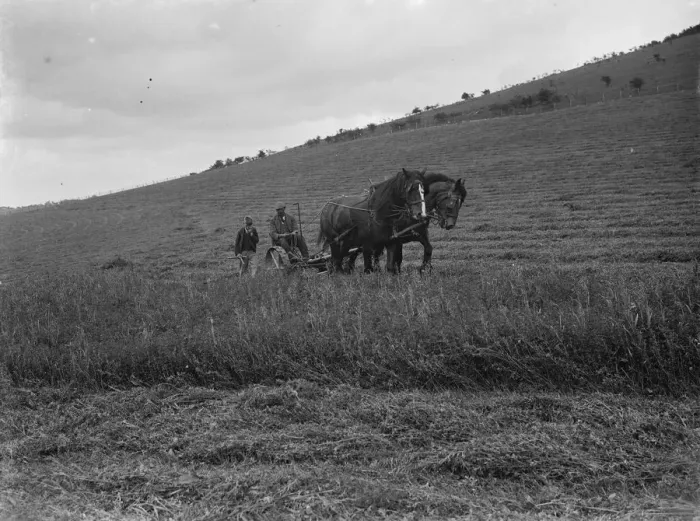 Framed Print : A farmer with his team of horses cuts the clover crop. 1935 Framed Print : A farmer with his team of horses cuts the clover crop. 1935