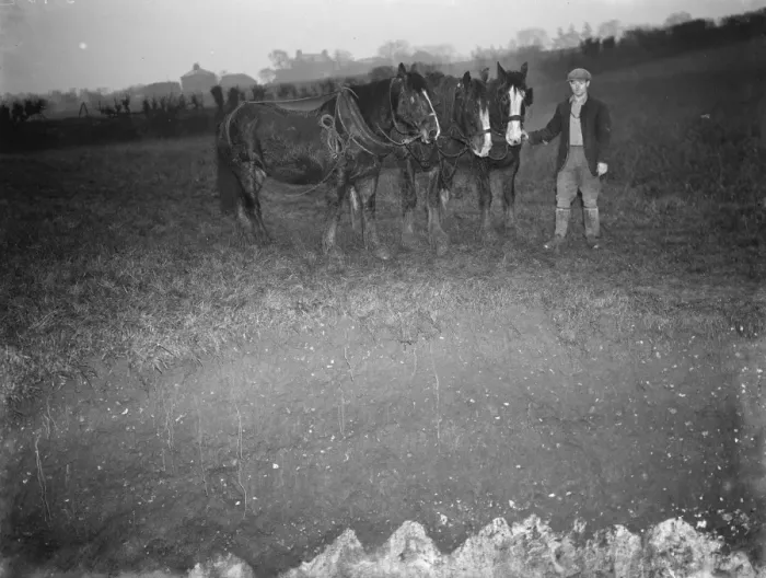 Framed Print : A farmer with a team of horses examine the site where subsidence has taken place Framed Print : A farmer with a team of horses examine the site where subsidence has taken place