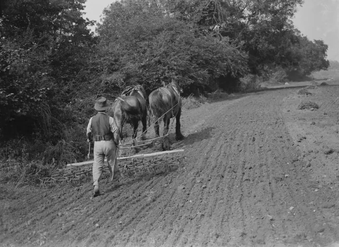 Framed Print : A farmer and his team of horses harrow a field. 1935 Framed Print : A farmer and his team of horses harrow a field. 1935