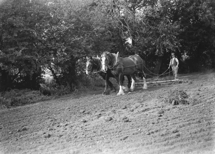 Framed Print : A farmer and his team of horses harrow a field. 1935