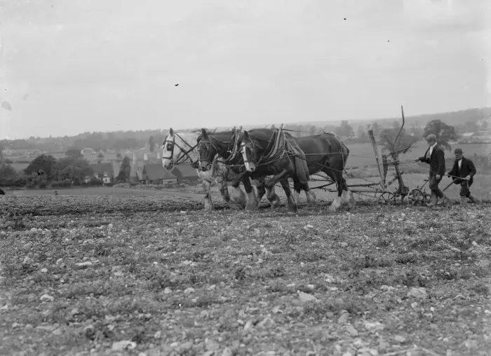 Framed Print : A farmer and his team of horses plough a field. 1935 Framed Print : A farmer and his team of horses plough a field. 1935