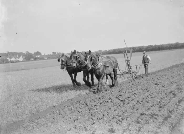 Framed Print : A farmer and his team of horses plough a field. 1935 Framed Print : A farmer and his team of horses plough a field. 1935