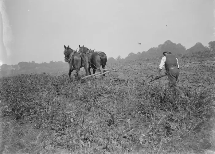 Framed Print : A farmer and his team of horses plough a field. 1935