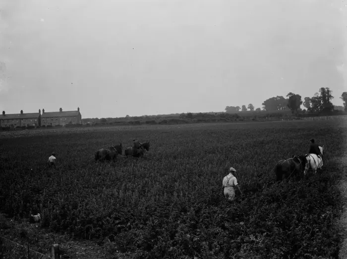 Framed Print : A farmer and his team of horses plough a field in Ruxley. 1936 Framed Print : A farmer and his team of horses plough a field in Ruxley. 1936