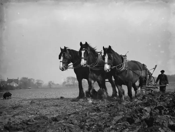 Framed Print : A farmer and his team of horses plough a field in Sidcup, Kent. 1936