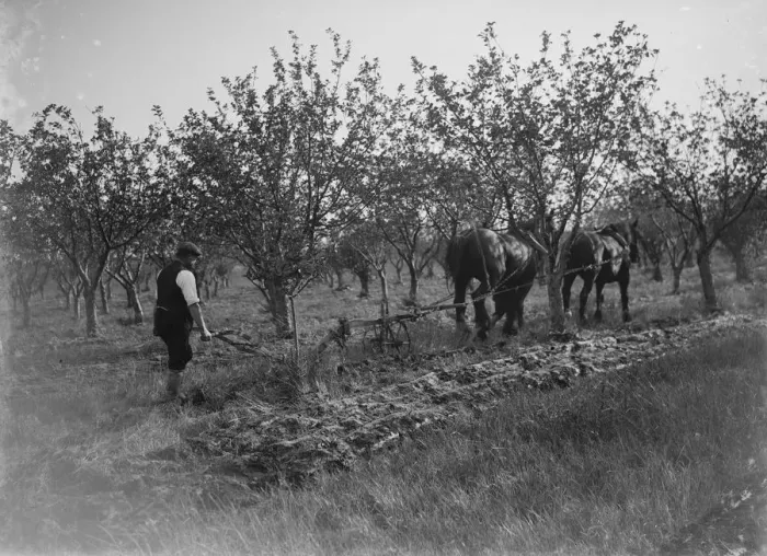Framed Print : A farmer and his team of horses plough a fruit orchard. 1935