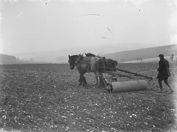 A farmer and his team of horses pull the roller across a field planted with oats