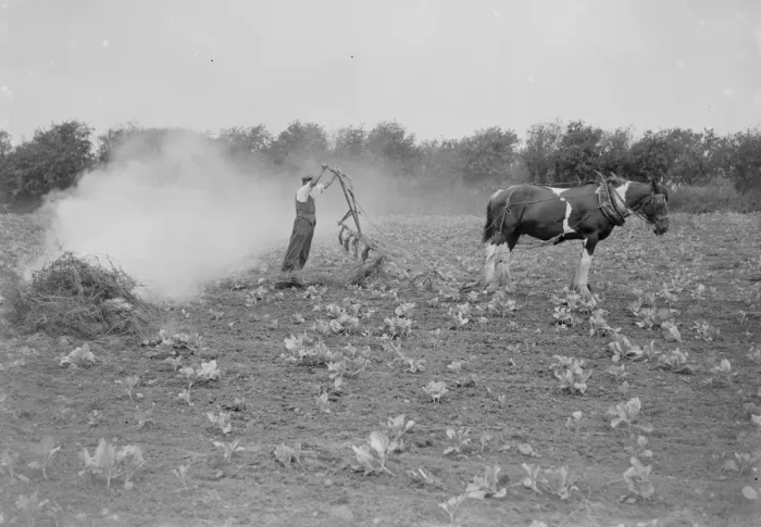 Framed Print : Farmers burning field rubber. 1935