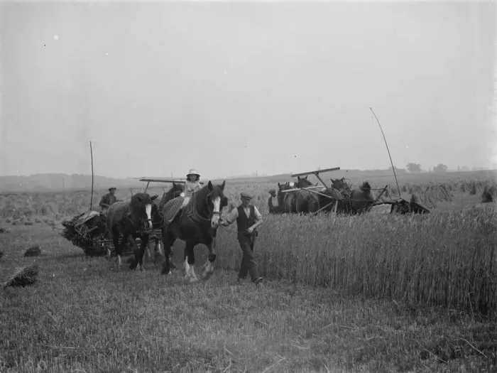 Framed Print : A farmers daughter harvests the fields with her fathers shire horse tethered to Framed Print : A farmers daughter harvests the fields with her fathers shire horse tethered to