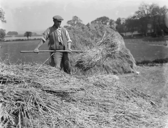 Framed Print : Farmers and farm workers opening up the stack. 1936