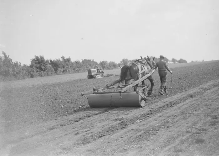 Framed Print : Farmers rolling seeds. 1935