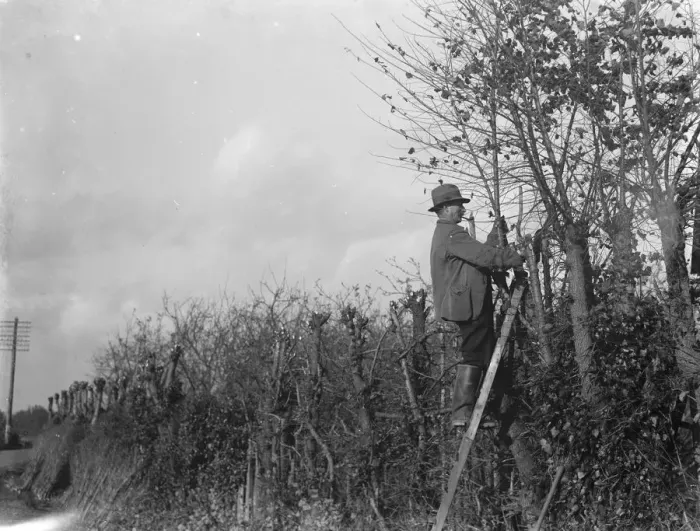 Framed Print : Farmers trim hedges by hand in Beltring, Kent. 1936 Framed Print : Farmers trim hedges by hand in Beltring, Kent. 1936