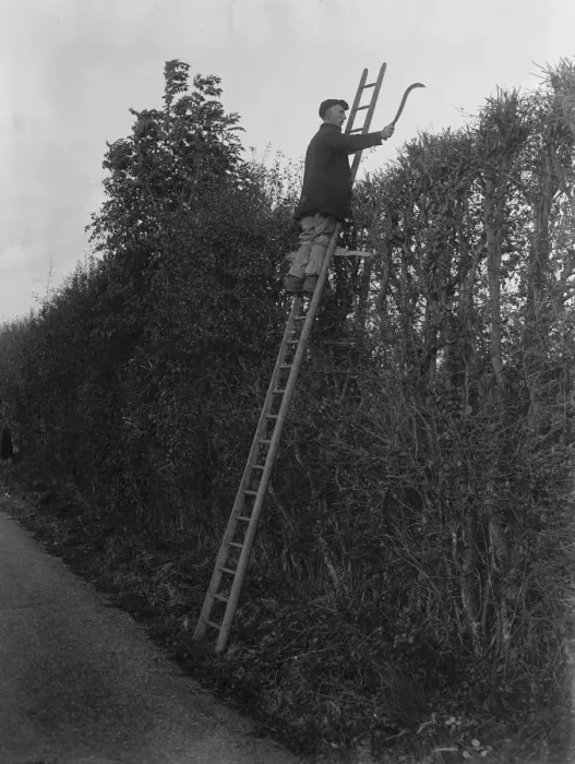 Framed Print : Farmers trim hedges by hand in Beltring, Kent. 1936 Framed Print : Farmers trim hedges by hand in Beltring, Kent. 1936