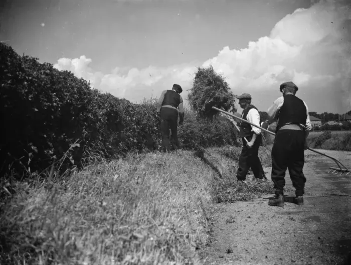 Framed Print : Farmers trim hedges by hand in Wilmington. 1938 Framed Print : Farmers trim hedges by hand in Wilmington. 1938
