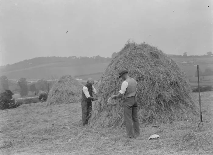 Framed Print : Farmers useing north country haymaking methods in a Farninham, Kent. 1937 Framed Print : Farmers useing north country haymaking methods in a Farninham, Kent. 1937