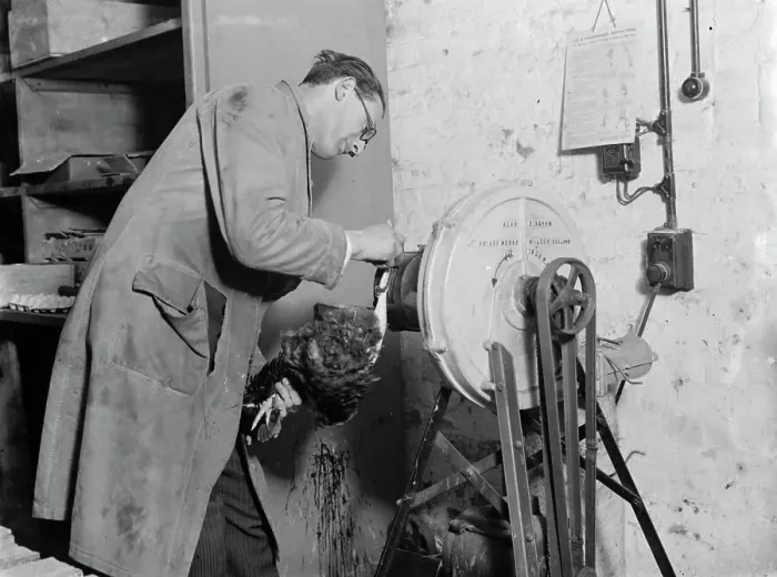 Framed Print : Feather plucking machine for poultry in action. 1935 Framed Print : Feather plucking machine for poultry in action. 1935