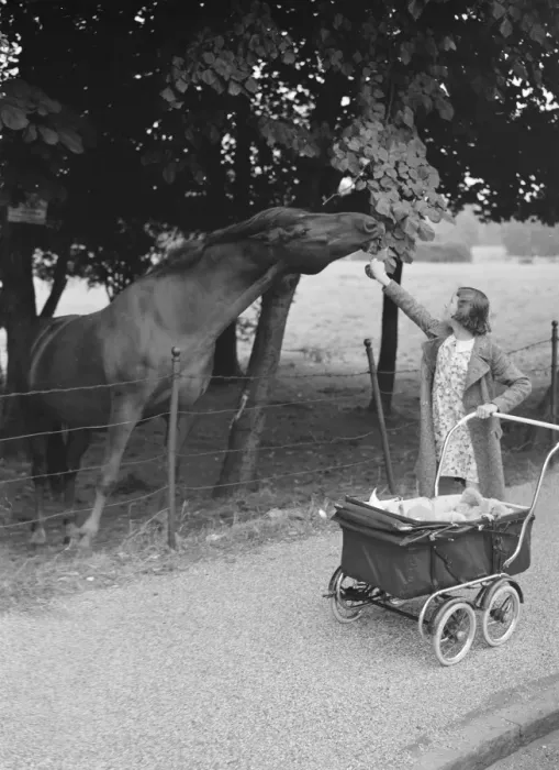 Framed Print : Feeding a horse on a walk. 1937 Framed Print : Feeding a horse on a walk. 1937