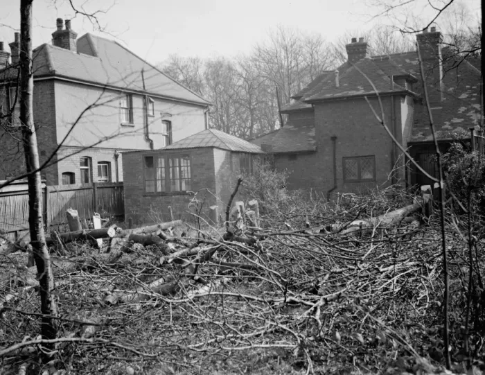Framed Print : Felled trees in the at the back garden of of No 1 Birchwood Avenue, Beckenham, Kent Framed Print : Felled trees in the at the back garden of of No 1 Birchwood Avenue, Beckenham, Kent