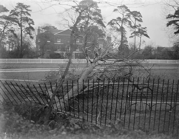 Fence broken by tree, Sidcup, Kent. 1935