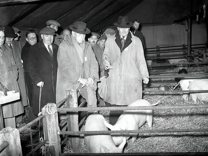 Framed Print : First Christmas Fat Stock Show since the war at Edenbridge. D. Fawkes and R. A. Ashby judging piglets. 24th November 1952 Framed Print : First Christmas Fat Stock Show since the war at Edenbridge. D. Fawkes and R. A. Ashby judging piglets. 24th November 1952