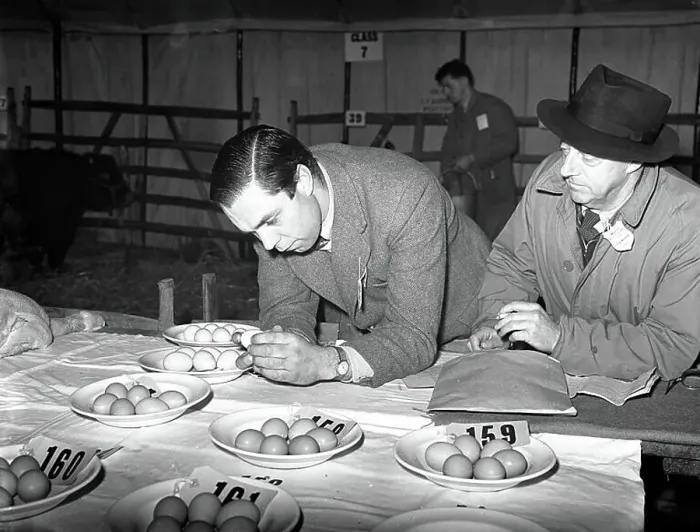 : First Christmas Fat Stock Show since the war at Edenbridge. - - E. A. Woodhatch and H. T. Skinner judging the egg competition. - - 24th November 1952 : First Christmas Fat Stock Show since the war at Edenbridge. - - E. A. Woodhatch and H. T. Skinner judging the egg competition. - - 24th November 1952
