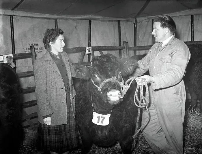 : First Christmas Fat Stock Show since the war at Edenbridge. Mrs Kathleen Smith and W. G. Blackstock with his show bull. 24th November 1952 : First Christmas Fat Stock Show since the war at Edenbridge. Mrs Kathleen Smith and W. G. Blackstock with his show bull. 24th November 1952