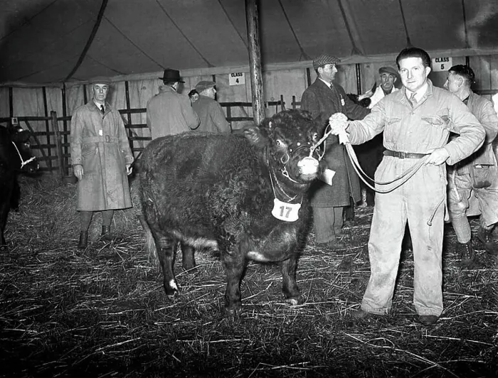 : First Christmas Fat Stock Show since the war at Edenbridge. W. G. Blackstock with his show bull. 24th November 1952 : First Christmas Fat Stock Show since the war at Edenbridge. W. G. Blackstock with his show bull. 24th November 1952