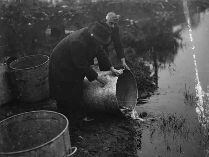 Framed Print : Fish for Dartford pond. 1935 Framed Print : Fish for Dartford pond. 1935