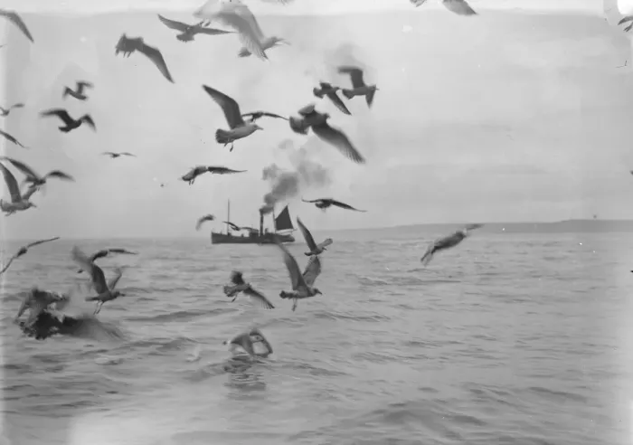 Framed Print : A flock of gulls chase for scraps from the herring boats from Scarborough fishing Framed Print : A flock of gulls chase for scraps from the herring boats from Scarborough fishing