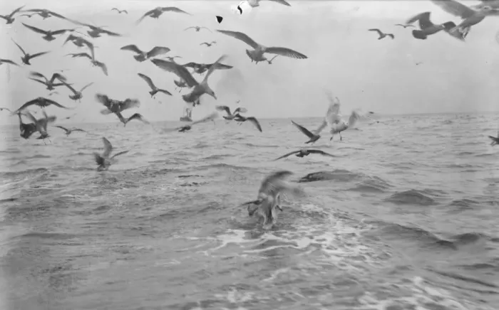 Framed Print : A flock of gulls chase for scraps from the herring boats from Scarborough fishing Framed Print : A flock of gulls chase for scraps from the herring boats from Scarborough fishing