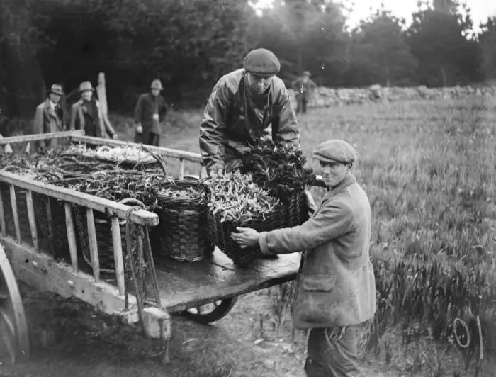 Framed Print : The flower harvest in the Scillies. At Tresco loading baskets of princeps