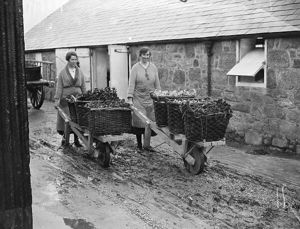 The flower harvest in the Scillies. At Tresco wheelbarrows of golden spurs