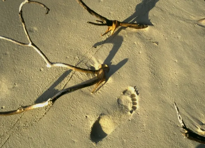 Framed Print : Footprint in the sand on a desert island, such as was seen by Robinson Crusoe Framed Print : Footprint in the sand on a desert island, such as was seen by Robinson Crusoe