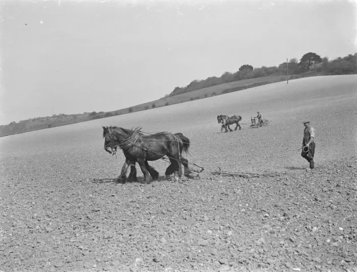 Framed Print : In the foreground a farmer uses a horse drawn harrow whilst behind you can see a