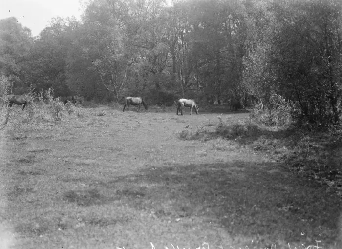 Framed Print : Forest ponies at Brockenhurst. 1925 Framed Print : Forest ponies at Brockenhurst. 1925