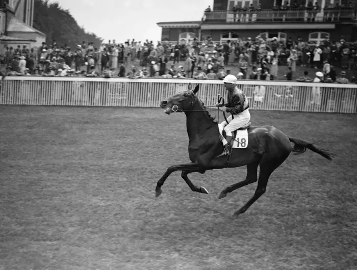 Framed Print : Fox Star at Goodwood Racecourse, Sussex, England. 1937 Framed Print : Fox Star at Goodwood Racecourse, Sussex, England. 1937